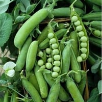 بذور البازلاء ( Pisum sativum )