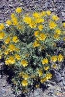 بذور نبات النقد ( Anvillea )