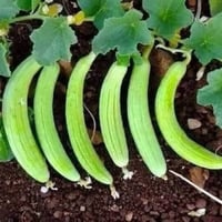 بذور القثاء ( Cucumis melo flexuosus )