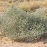بذور شجيرة الرمث ( Haloxylon salicornicum )