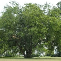 بذور شجرة اللوز الهندي ( Pithecellobium dulce )