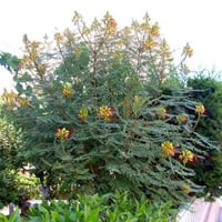 بذور شجيرة سيسالبينيا أو شوارب الملك ( Caesalpinia...