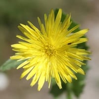 بذور العضيد ( Urospermum picroides )