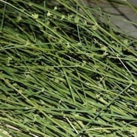 بذور شجيرة المرخ ( Leptadenia pyrotechnica )