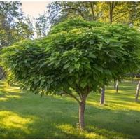 بذور الكاتالبا المظلية ( Catalpa bungei )