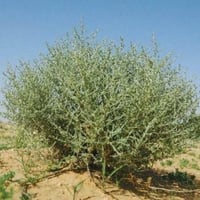 بذور عشبة الشيح ( Artemisia Sieberi )