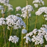 بذور نبات اليانسون ( Pimpinella anisum )