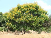 بذور شجرة البونسيانا الصفراء ( Peltophorum african...