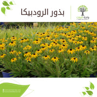 بذور الرودبيكا