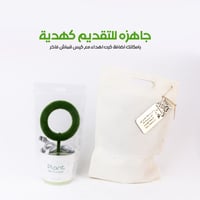 نبتة منقية للهواء