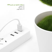 نبتة منقية للهواء