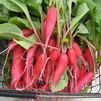 بذور فجل طويل (شمعة النار)