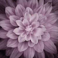 قطعة قماش - اللوتس Dream Big