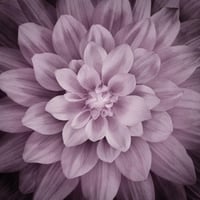 قطعة قماش - اللوتس Dream Big