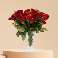 شمس الاحتفال /ورد بيبي ورد وردية