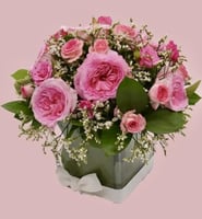 شمس الاحتفال ورد بيبي و ورد ورديه