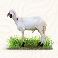 سواكني ابيض تربية وسط جبر 18-21