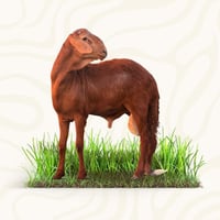 سواكني - وسط جبر وزن (18-21) كيلو