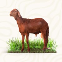 سواكني - صغير وزن (11-14) كيلو