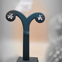 زهرة النقاء