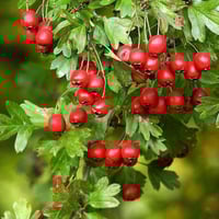 بذور شجرة الزعرور الانجليزي ( Crataegus laevigata...