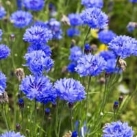 بذور زهرة سينتاوريا الزرقاء - ندى العنبر ( Centaur...