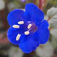 بذور زهور أجراس الصحراء - بلوبل ( Phacelia campanu...