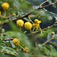بذور قرض الحجاز ( Acacia etbaica )