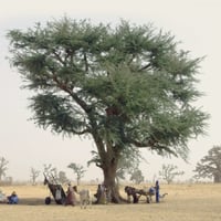 بذور شجرة الصمغ العربي - الهشاب ( Acacia senegal )