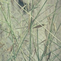 بذور شجيرة المرخ ( Leptadenia pyrotechnica )