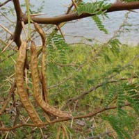 بذور الغاف الخليجي ( Prosopis cineraria )
