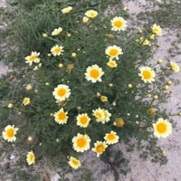 بذور زهرة الاقحوان التاجي - الأراولا ( Chrysanthem...