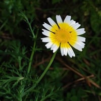 بذور زهرة الاقحوان التاجي - الأراولا ( Chrysanthem...