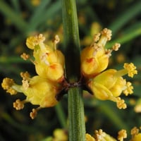 بذور عشبة العلندى - العدام الأصفر ( Ephedra transi...