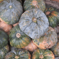 بذور القرع العسلي ( Cucurbita moschata )