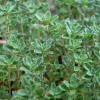 بذور الزعتر البلدي ( Thymus vulgaris )