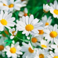 بذور زهرة البابونج ( Matricaria chamomilla )
