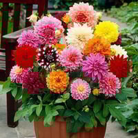 ‫بذور زهرة داليا ( Dahlia decorative )