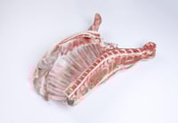 نعيمي بلدي جذع كبير يجزئ للعقيقة وزن (21/22/23) كي...