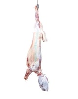 نعيمي بلدي جذع كبير يجزئ للعقيقة وزن (21/22/23) كي...