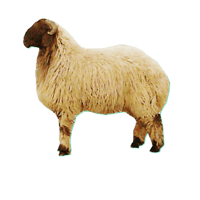 خروف نعيمي بلدي