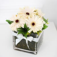 فازة الجربيرا ابيض