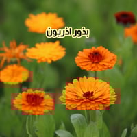 بذور اذريون