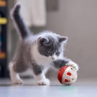 زولكس لعبة قطط 4 كرات مع اجراس