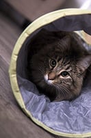 بت لينكس توينكل نفق للقطط