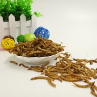 دود مجفف MEAL WORMS 100GM