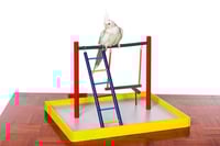 بريفو ملعب محكمة ، للكوكاتيل والببغاوات الصغيرة