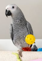 غذاء يومي عالي الطاقة High Energy