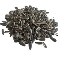 بذور عباد الشمس ( حب شمسي ) صغيرة الحجم للببغاوات