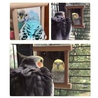 مرآة طيور مع جرس ببغاء معلق على شكل جرس